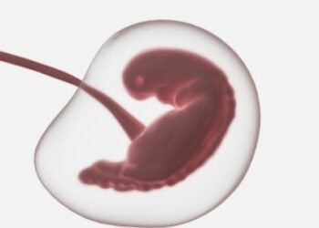 Investigadores patentan un método para aumentar el potencial implantatorio de embriones de mamiferos obtenidos por fecundación in vitro